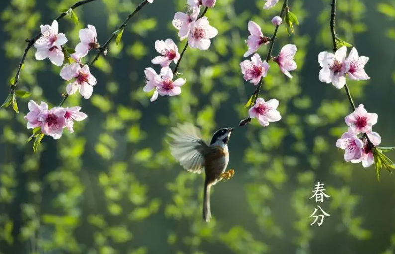 春分.png